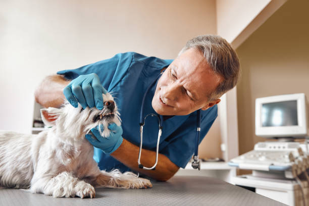Best Emergency Root Canal Treatment in Clute, TX